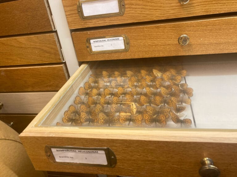 butterflies_museum